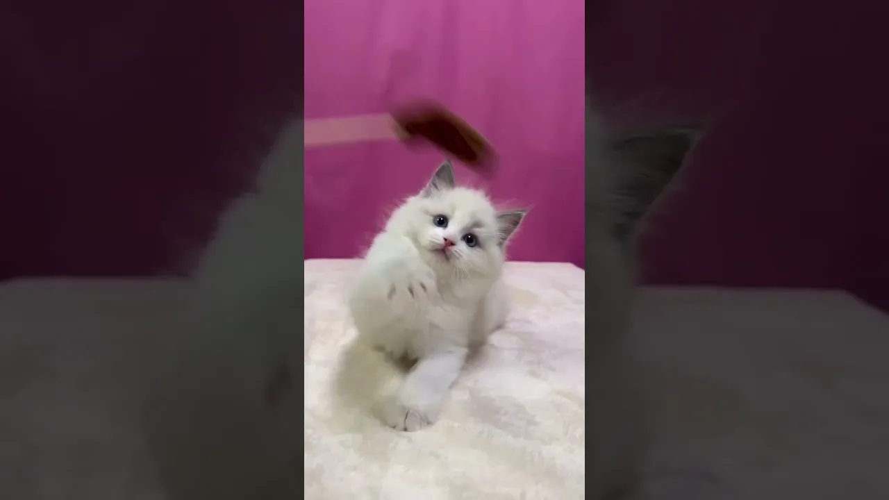 動画
