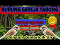 Download Lagu SUARA BURUNG GEREJA TARUNG DENGAN GEMERICIK AIR || UNTTUK MASTERAN MURAI BATU