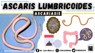 Ascaris lumbricoides | Morfología, Ciclo de vida, Patogenia, Clínica, Diagnóstico, Profilaxis
