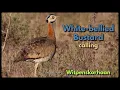 Download Lagu Burung Bustard Perut Putih memanggil