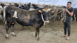 السعر الجديد وصل للعجول اللحم السوبر ماركت عالمية اليوم من داخل مزرعه المعلم يحي ابو عبيد بتاريخ    دندنها