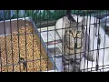 Roanoke Valley SPCA reopens after major renovations