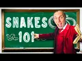 Why Ball Pythons Are Worth Millions Of Dollars
