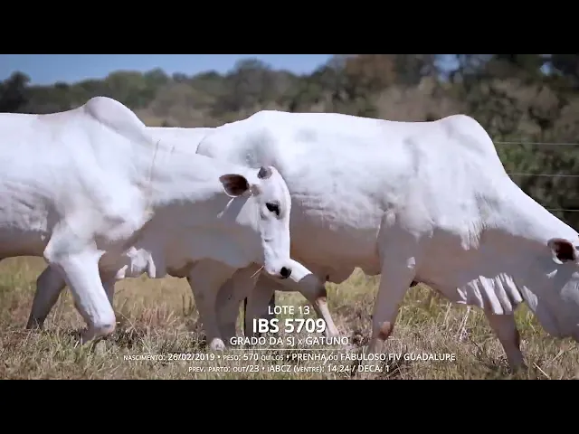 4 Vacas Nelore P.O.