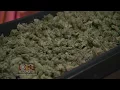 Maryland s First Medical Marijuana Dispensary Could Start Seeing Patients Today