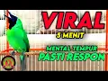 Download Lagu CUCAK IJO GACOR BUKA PARUH COCOK UNTUK PANCINGAN IJO BISU AGAR CEPAT NEMBAK ISIAN SAMPAI NGENTROK