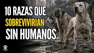 10 Razas de Perros que SOBREVIVIRÍAN al Fin del Mundo