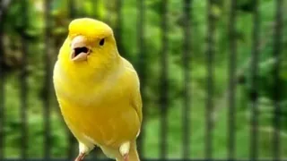 Download Best Canary singing-kenari gacor speed rapat mantul untuk masteran burung lomba MP3