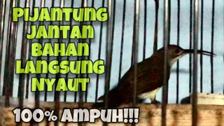 Download Pancingan Pijantung Pisang Gacor, Memikat Pijantung Jantan Bahan Agar Cepat Bunyi | Kicau Tembak MP3