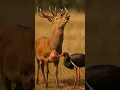 Download Lagu This Stork Saved a Deer in Pain Unbelievable Rescue
