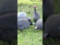 Suara ayam mutiara