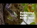 Download Lagu Bull snake raiding a robin's nest