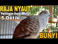 Download Lagu PERKUTUT LOKAL GACOR SUARA PANCINGAN PALING AMPUH MEMANCING PERKUTUT