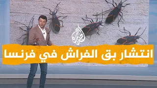 شبكات  انتشار البق في فرنسا   هل له علاقة بالمهاجرين  دندنها