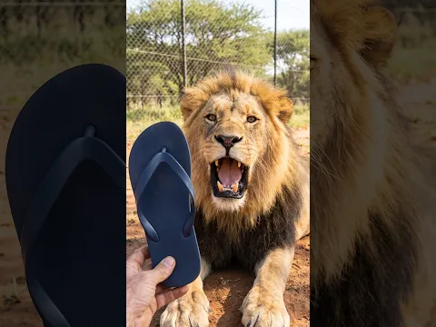AI Story: Lion vs Sandal 😂 The Keeper's Funny Secret With His Pride