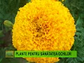 Download Lagu Doctorul naturii - Plante pentru sănătatea ochilor