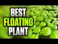 The Best Low-Maintenance Floating Plants For Aquariums 4 Popular Plants Compared And Tested