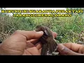 Download Lagu mikat burung kecici lurik||  suara bagus tapi belom banyak orang yg tau❗