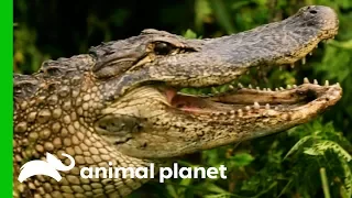 Huge 8ft Long Alligator Spotted On Woman s Plant Nursery Gator Boys
