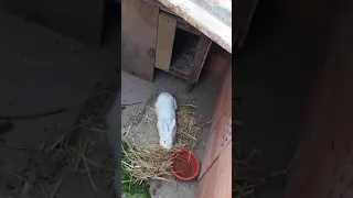 تحضيرات الأرنب لمكان الولادة 