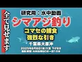Download Lagu 大原シマアジ釣り研究用：水中映像ノーカット版　2025年8月8日