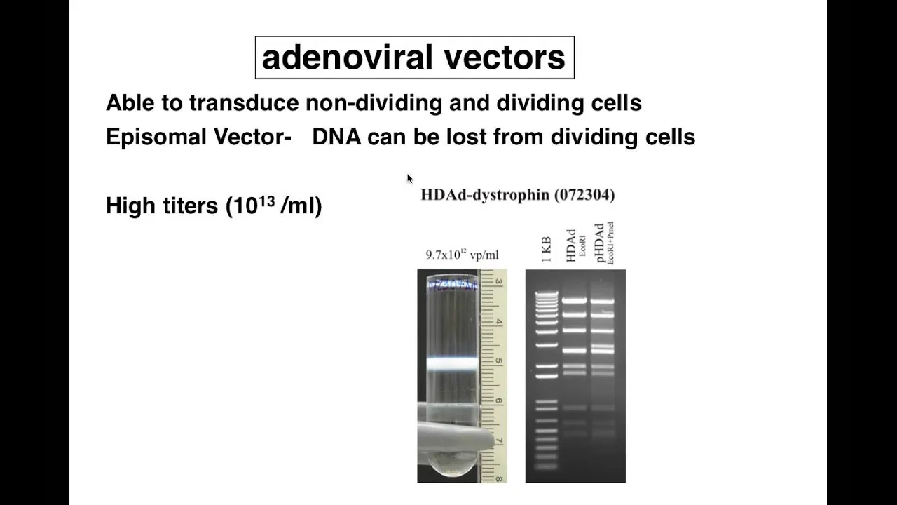 Adenoviral Vectors
