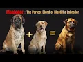 Mastador Marvels The Perfect Blend of Mastiffs and Labradors Mastiff Lab Mix Meet The Mastador