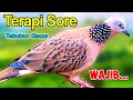 Download Lagu MASTERAN TEKUKUR GACOR SUARA MERDU - CEPAT NYAUT (TERAPI SORE) 100% EFEKTIF LANGSUNG BUNYI.