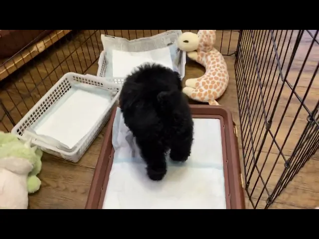 動画