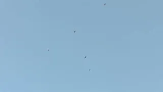 لحظات من الترقب حمام القمري المهاجر شهر إبريل الجزء الثاني دندنها