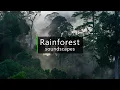 Download Lagu Suara siamang di hutan - Suara hutan hujan Borneo