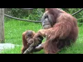 Download Lagu orang-utan Bimbo - good natured dad