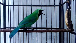 cucak rante ranthi over durasi tonton sampai selesai 