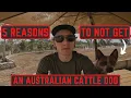 5 Reasons to NOT Get an Australian Cattle Dog AVOID