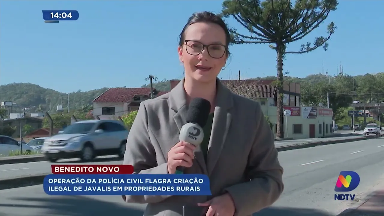 Operação da Polícia Civil flagra criação ilegal de javalis no Alto Vale