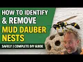 How to Identify Remove Mud Dauber Nests SAFELY Complete DIY Guide