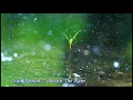 Download Lagu Ivan Torrent - Blessing the rain (432Hz)