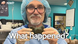 Dr Jeff Rocky Mountain Vet Health Update - What Happened