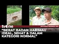 Lagu Terlihat Kurus, Taman Margasatwa Ragunan Bantah Harimau Kelaparan | tvOne