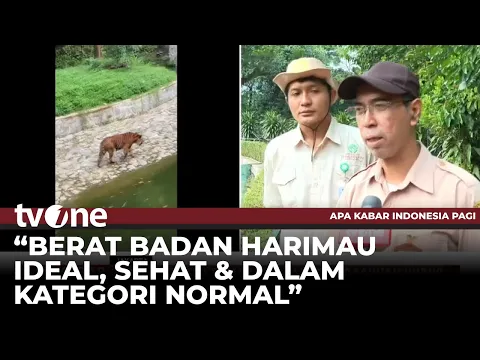 Terlihat Kurus, Taman Margasatwa Ragunan Bantah Harimau Kelaparan