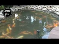 Download Lagu Kolam Koi Natural Pond dengan Geomembran