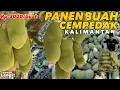 PETUALANGAN PANEN BUAH KHAS KALIMANTAN, Buah cempedak,berlimpah di kaltara laku keras di Kaltim