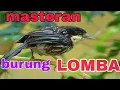 Download Lagu cendet matahari jos untuk masteran burung juara.