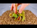 Lagu 10 000 Mealworms vs VENUS FLYTRAP