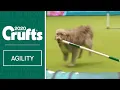 Hilarious Rescue dog Kratu steals the show and a pole