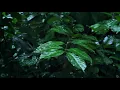 Rainfall on Forest Foliage | Rainstorm Sounds for Sleeping