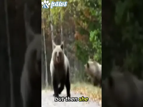 His Dog Led a MAMA BEAR Straight to Him! 😱🐻 #animals #Bear #BearAttack #BearEncounter   #BearVsDog