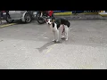Dogs Pe Not Normal At First But Turned Back To Normal After 45 minutes