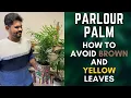 Parlour Palm Tips To Avoid Brown and Yellow Leaves M and MM Plants
