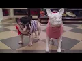 Welcome to Canine Styles The Only Dog Lifestyle Brand in the World